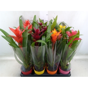 Guzmania   ...mix