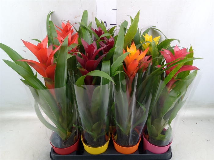 <h4>Guzmania   ...mix</h4>