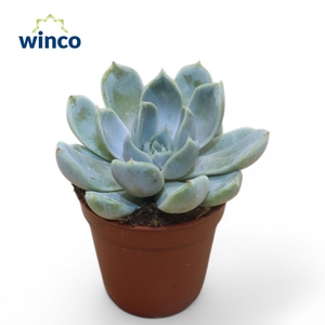 Echeveria Snowbunny