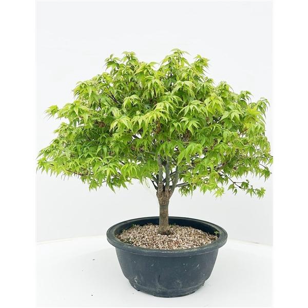 <h4>Acer palmatum 'Kiyohime', in 20cm. trainingspot.</h4>