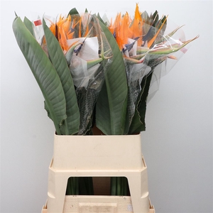 Strelitzia Reginae