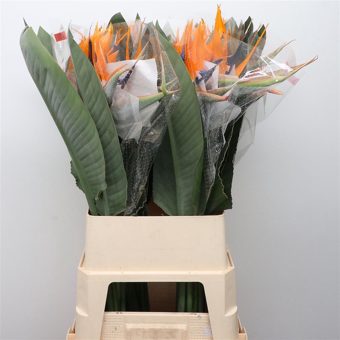 <h4>Strelitzia Reginae</h4>