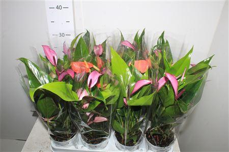 <h4>Anthu An Gem 4 Bloemen++</h4>