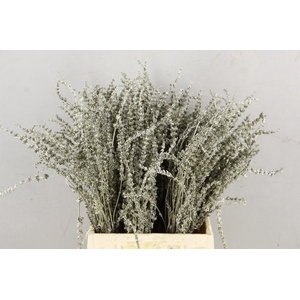 DF Lavender Bs Platina