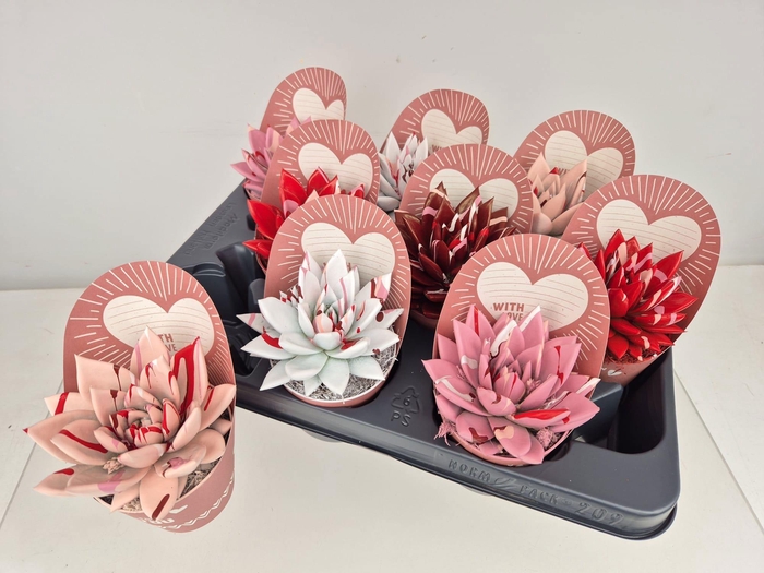 <h4>ECHEV MIRANDA</h4>