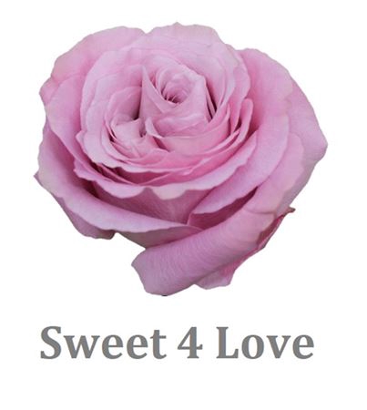 <h4>R Gr Sweet 4 Love+</h4>