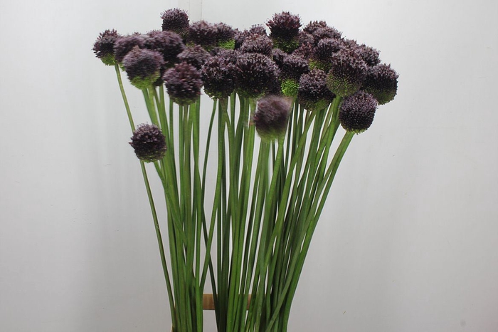 <h4>Allium  'Forelock'</h4>