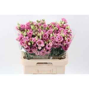 Eus G Rosi Rose Pink