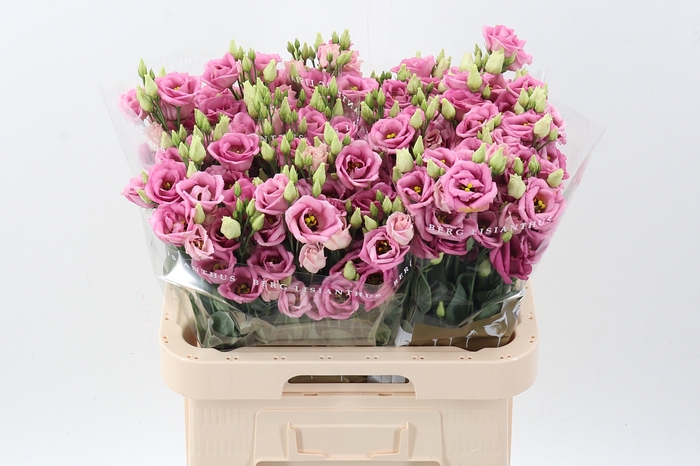 <h4>Eus G Rosi Rose Pink</h4>