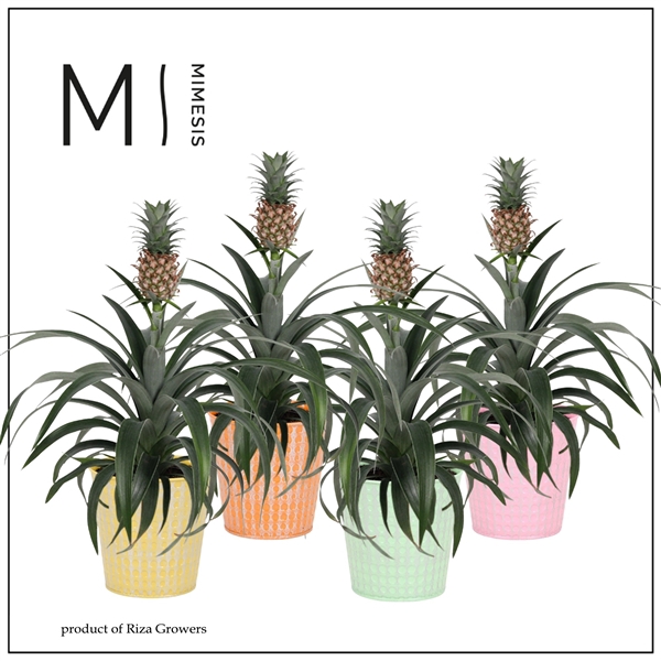 <h4>Mimesis Ananas Mi Amigo Cupcake - 13 cm in Orlando</h4>