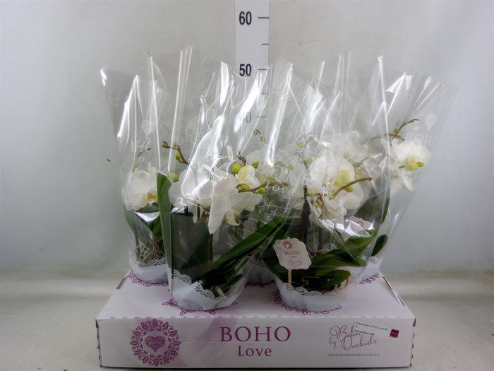 <h4>Phalaenopsis   ...white</h4>