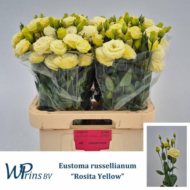 <h4>EUS G ROSI YELLOW</h4>