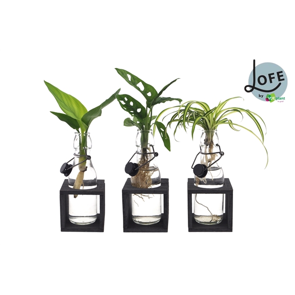 <h4>LOFE | Intenz mix in Ann glas (zwart dop) + hout grijs high</h4>
