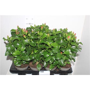 Hibis Sunny Venetie 5+ Rossa