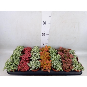 Fittonia   ...mix 7