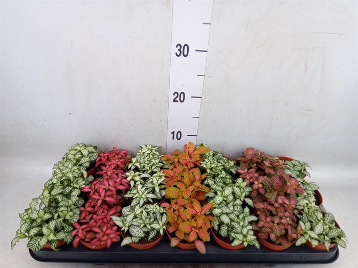 <h4>Fittonia   ...mix 7</h4>
