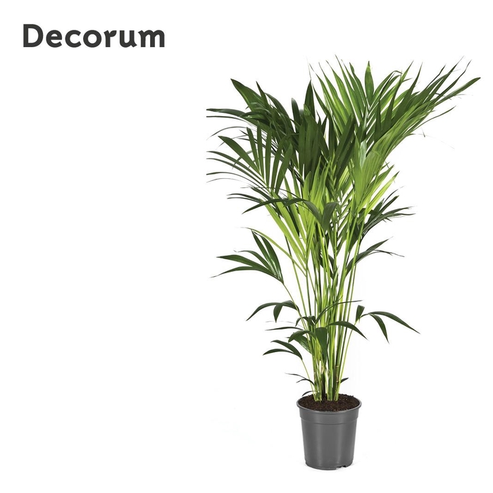 <h4>HOWEA FORSTERIANA</h4>