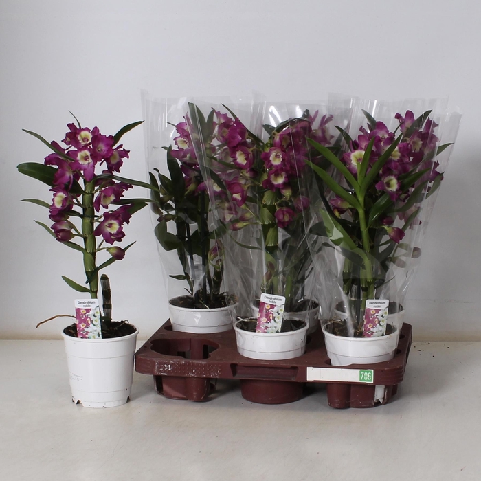 <h4>DEND NOBILE</h4>