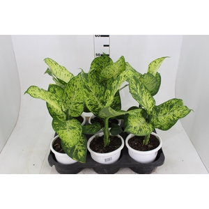 DIEFFENBACHIA SUNRISE P17