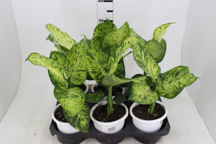 DIEFFENBACHIA SUNRISE P17