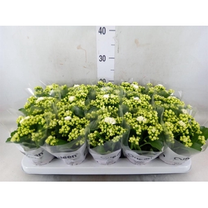 Kalanchoe blos. 'RosFlow Sia'