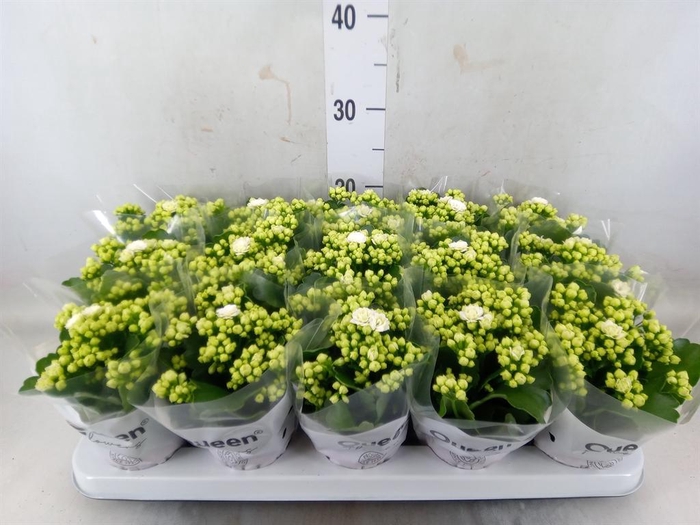 <h4>Kalanchoe blos. 'RosFlow Sia'</h4>