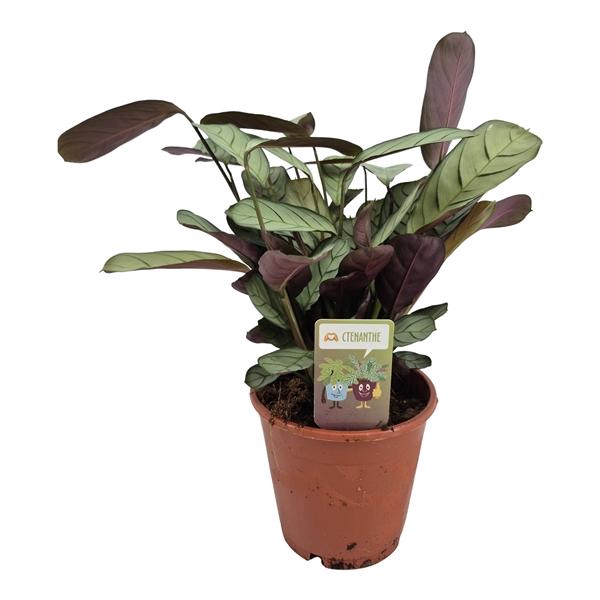 <h4>Ctenanthe burle-marxii 'Amagris'</h4>
