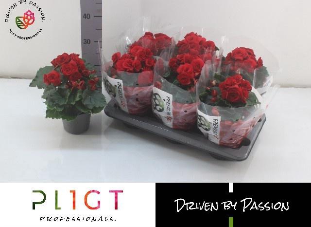 <h4>BEG DU BALADIN</h4>