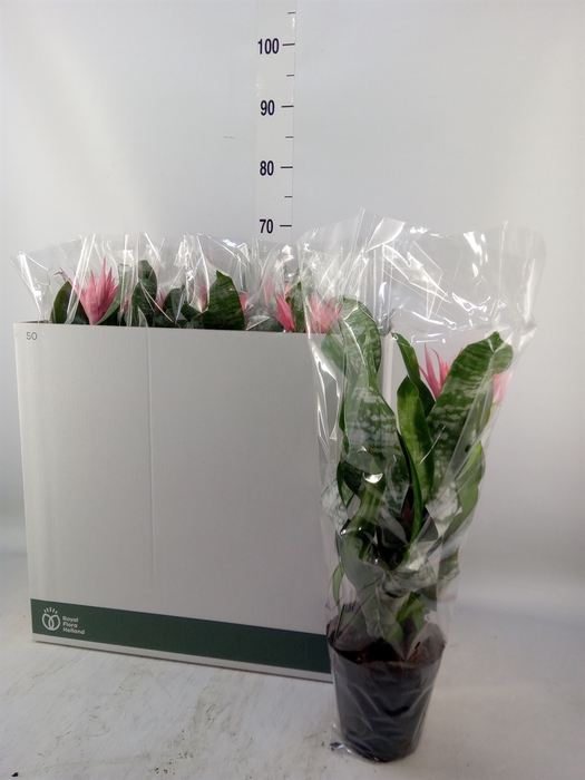 <h4>Aechmea fasciata 'Primera'</h4>