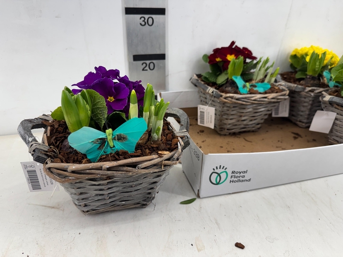 <h4>ARR BOL KNOLGEWAS</h4>