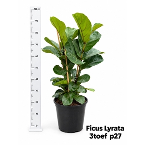 FICUS LYRATA