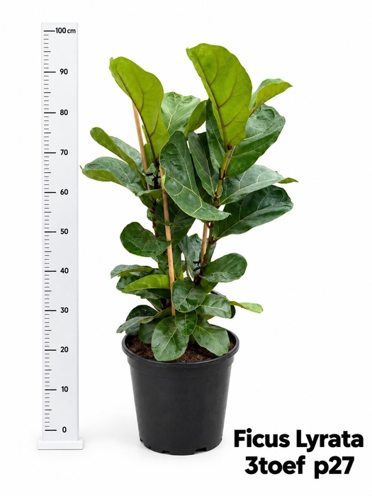 FICUS LYRATA