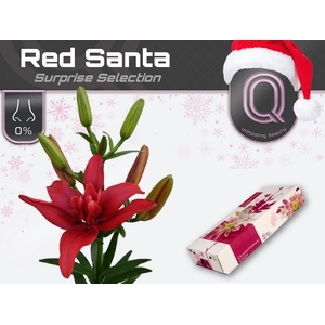 LI LA DU RED SANTA 4+ DOOS