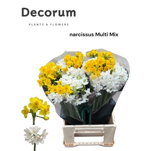 Narcis Multi Mix 566 100