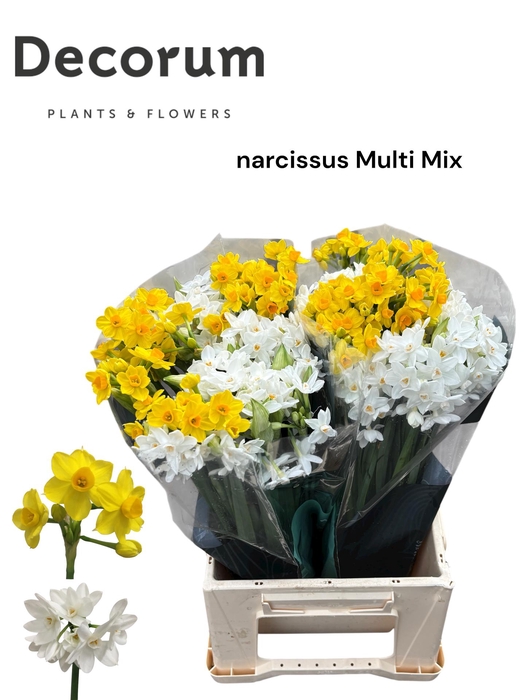 <h4>Narcis Multi Mix 566 100</h4>