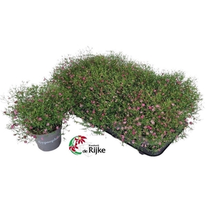 Gypsophila
