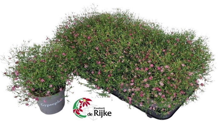 <h4>Gypsophila</h4>