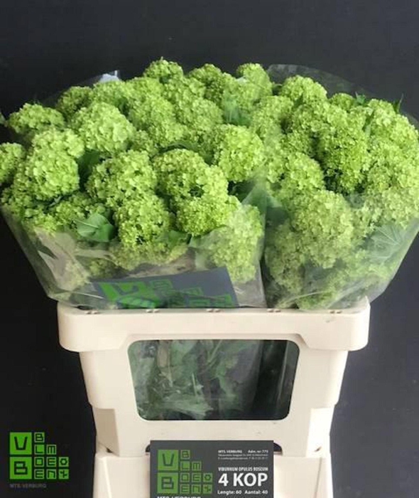 <h4>Viburnum opulus 'Roseum'</h4>