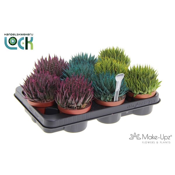 <h4>Aloe Aristata Make Upz mix drie kleuren</h4>