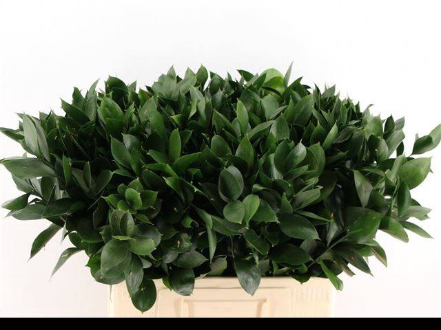 <h4>RUSCUS HYPOPHYLLUM</h4>
