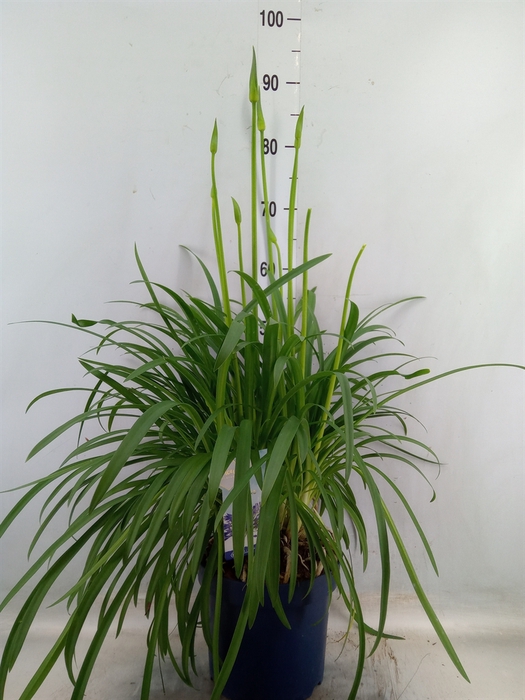 <h4>Agapanthus  'Amourette Superb'</h4>