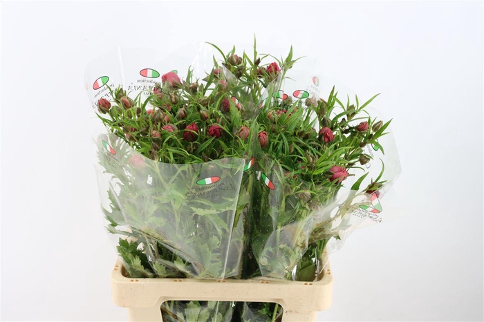 <h4>Ran Moderna Vega</h4>