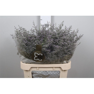 Lim Misty Blue