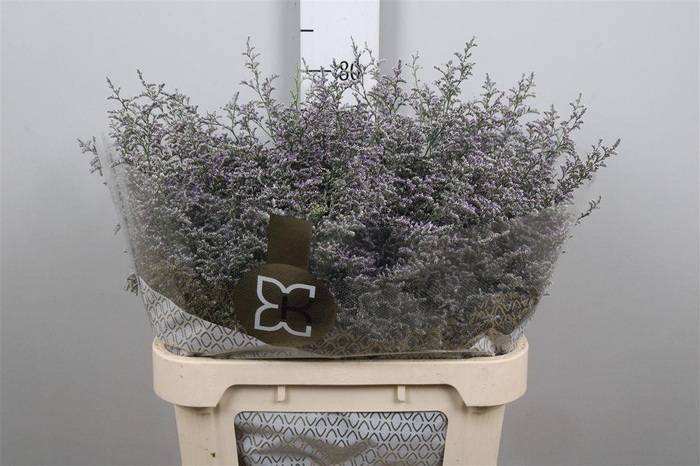 <h4>Lim Misty Blue</h4>