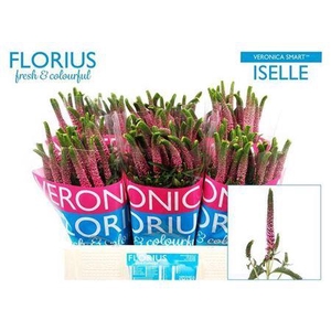 Veron Smart Iselle 60cm