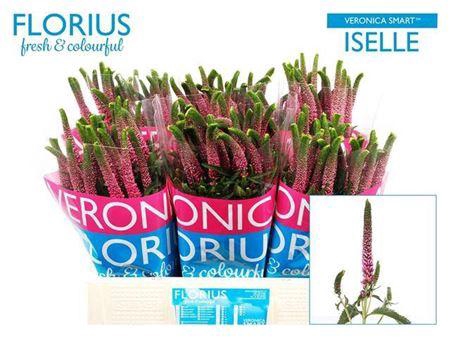 <h4>Veron Smart Iselle</h4>