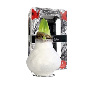 Amaryllis Touch of Wax Fashion White 6x1, rode bloem, Karton Giftbox