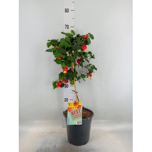 Abutilon  'Big Bell'