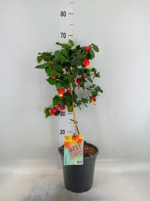 <h4>Abutilon  'Big Bell'</h4>