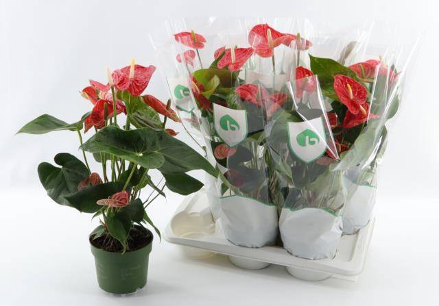 <h4>ANTHU AN MADURAL</h4>
